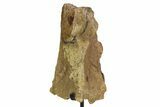 Fossil Hadrosaur Limb Section w/ Metal Stand - South Dakota #354334-1